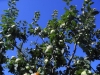  Apple Tree in village