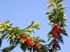 Cherry Tree in village