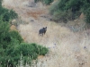 Wild Boar in village paddock