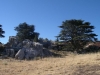 Cedar trees in Niha