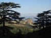 Cedar Forest above Niha